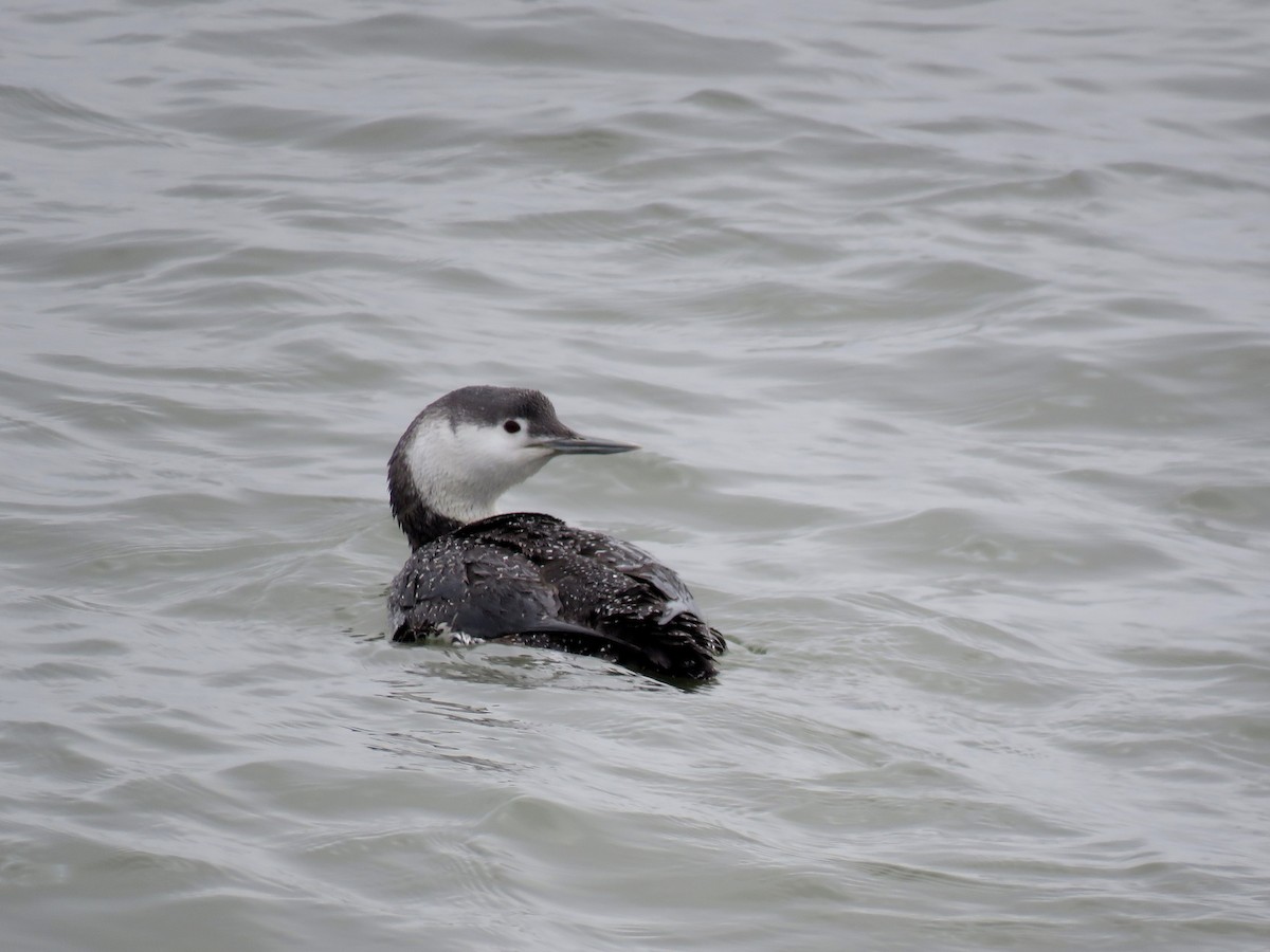 Red-throated Loon - ML322418611