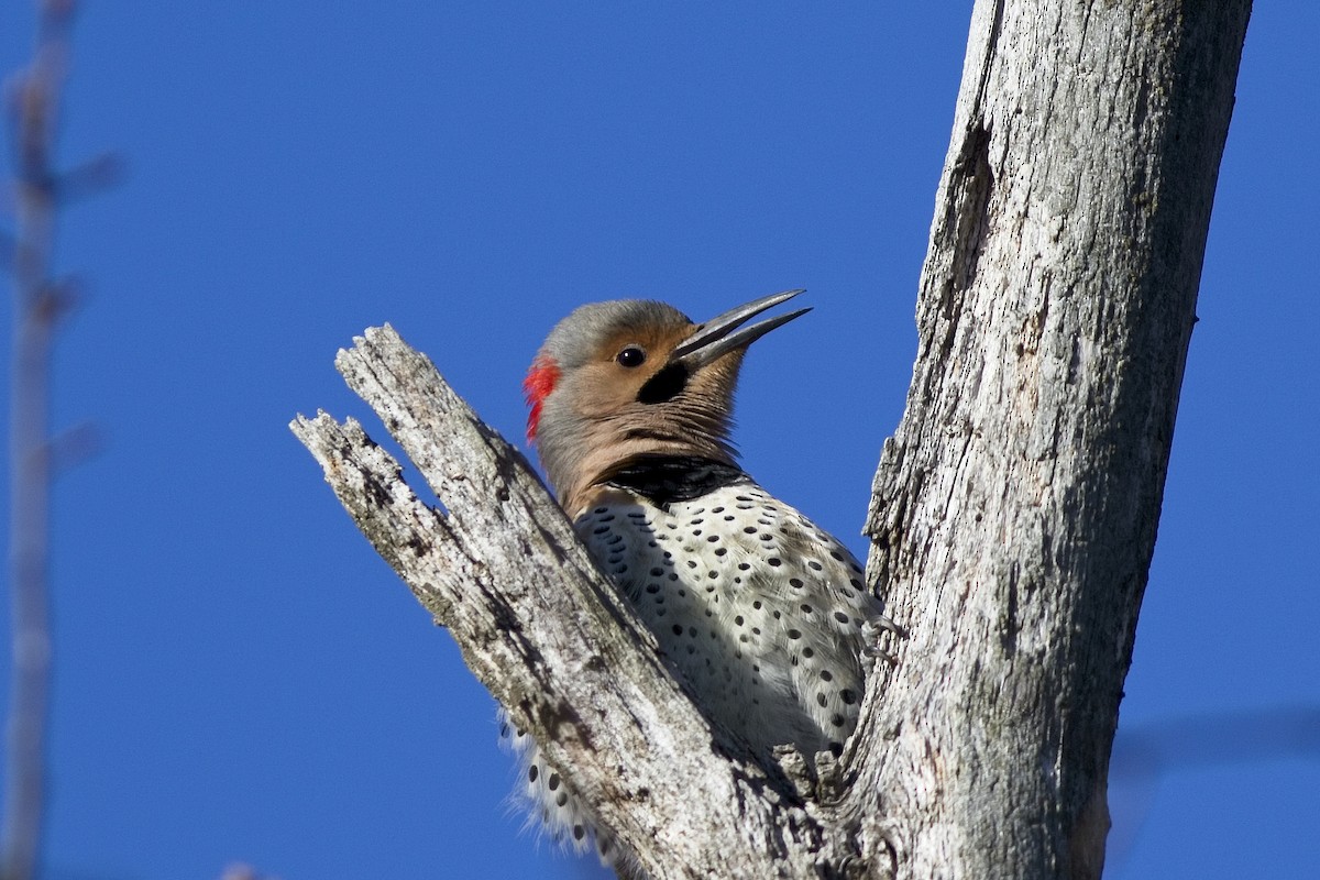 Northern Flicker (Yellow-shafted) - ML322418721