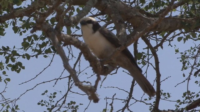 White-crowned Shrike - ML322418901