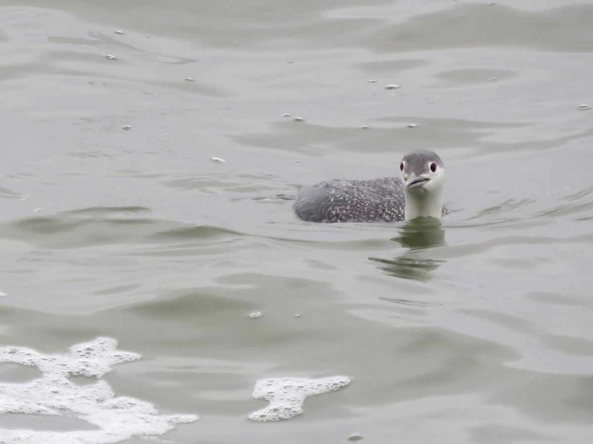 Red-throated Loon - ML322419231