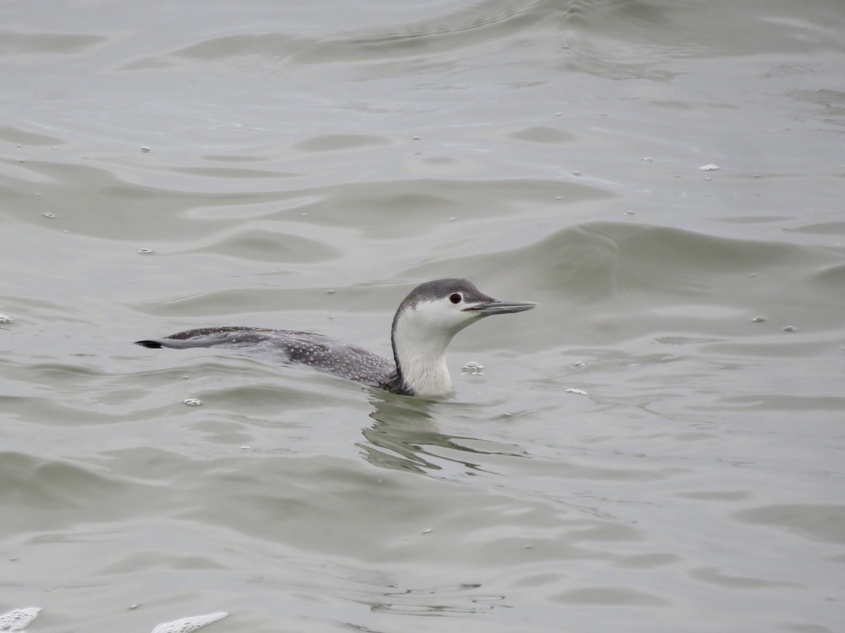 Red-throated Loon - ML322419241