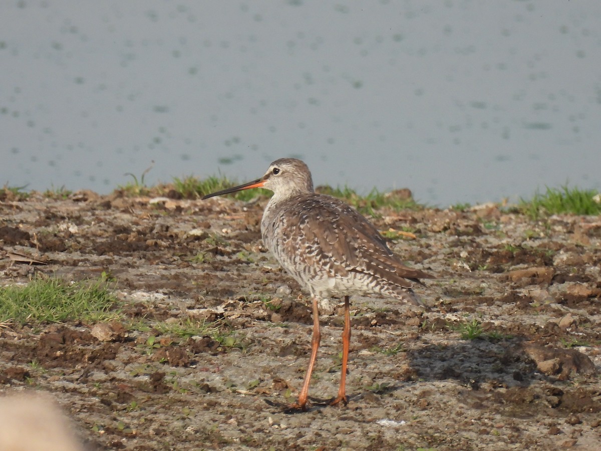 Spotted Redshank - ML322419891