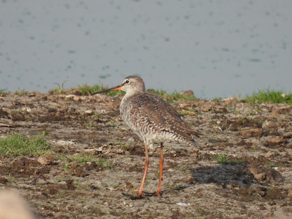Spotted Redshank - ML322419911