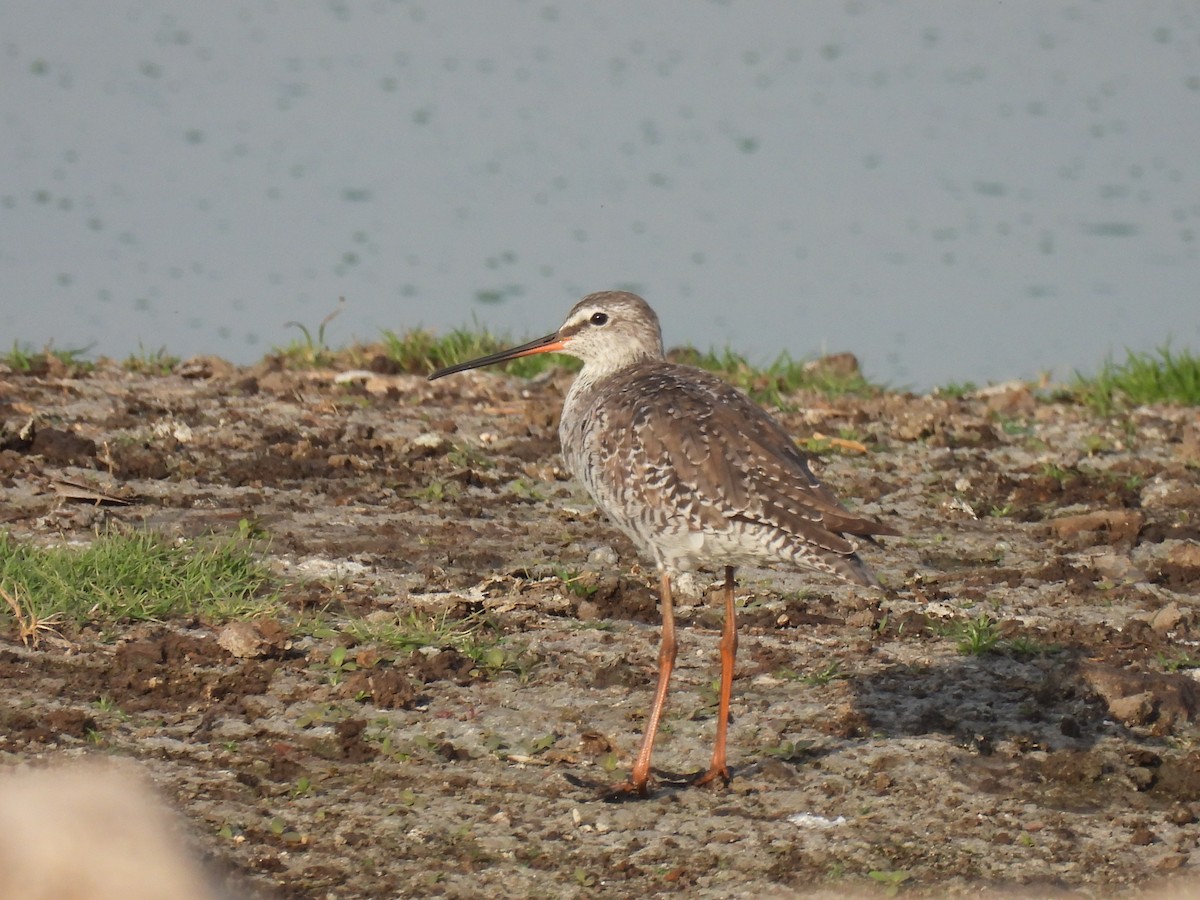 Spotted Redshank - ML322419921