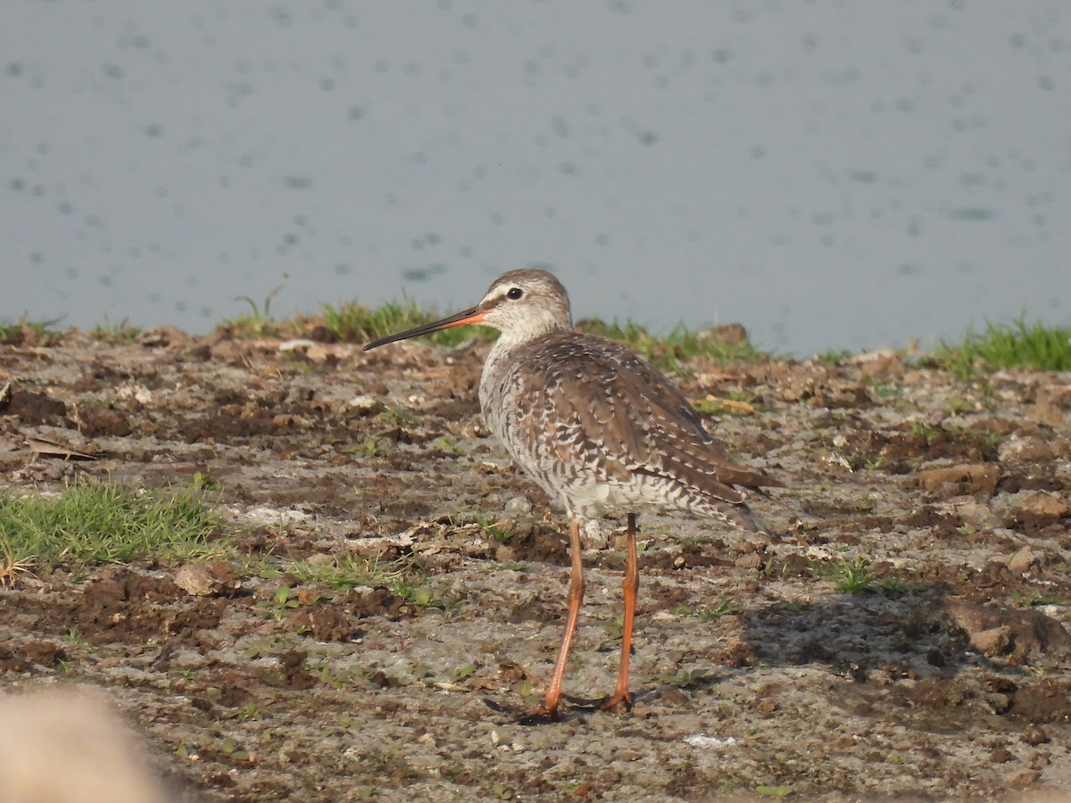 Spotted Redshank - ML322419941