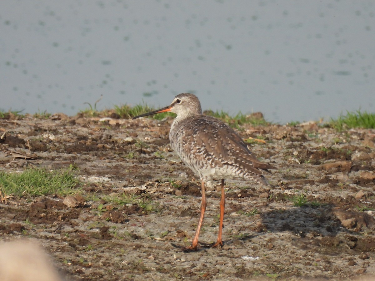 Spotted Redshank - ML322420001