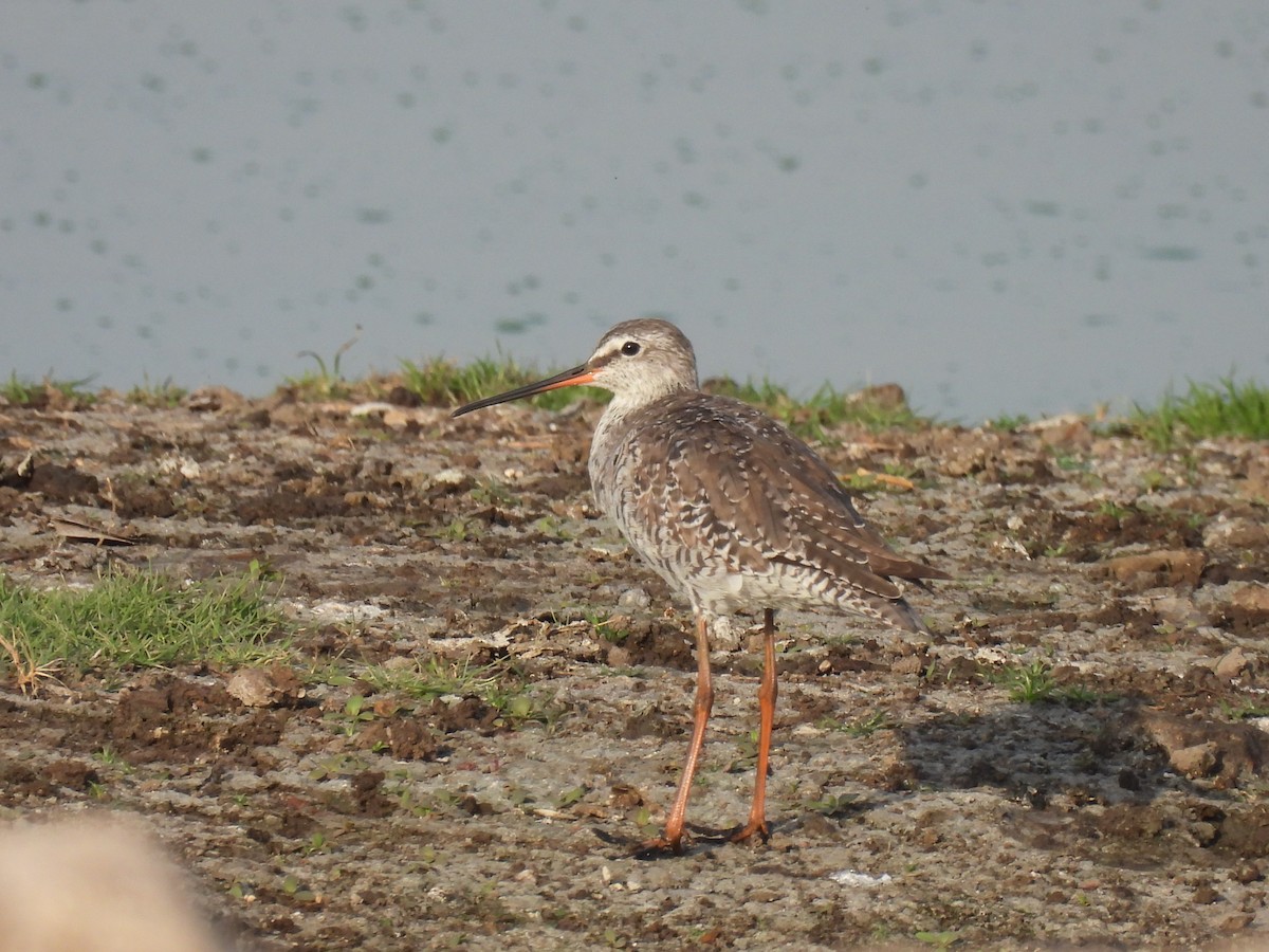 Spotted Redshank - ML322420151