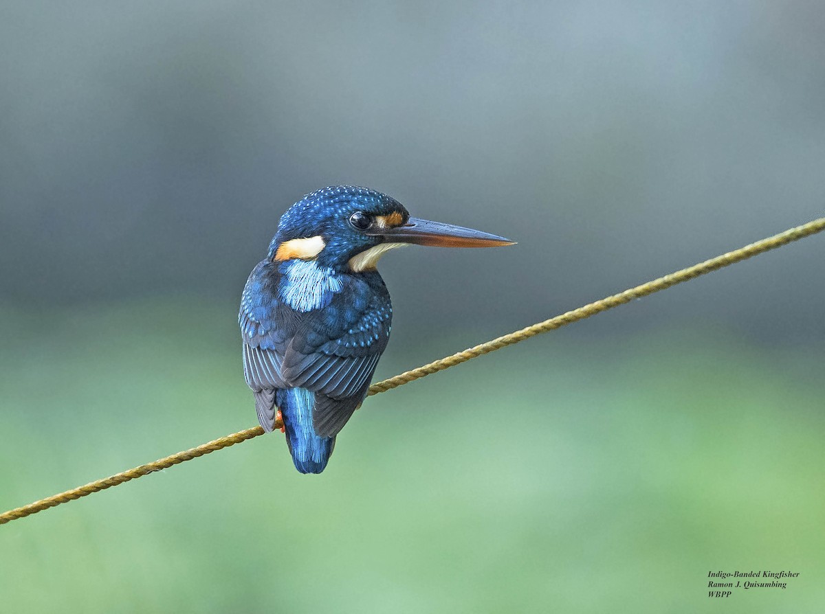 Martin-pêcheur à poitrine bleue - ML322421651