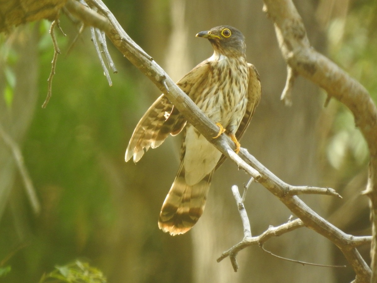 Hodgson's Hawk-Cuckoo - ML322422081