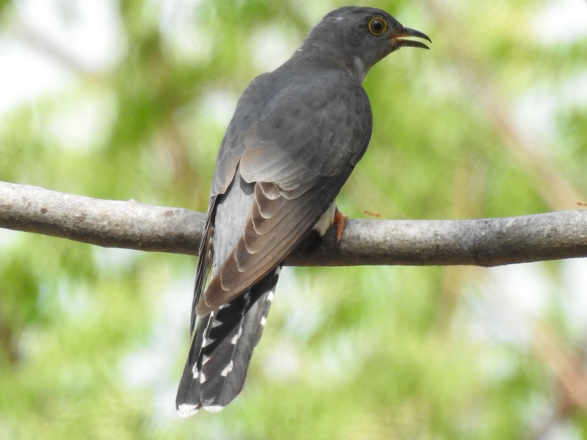 Himalayan Cuckoo - ML322422151