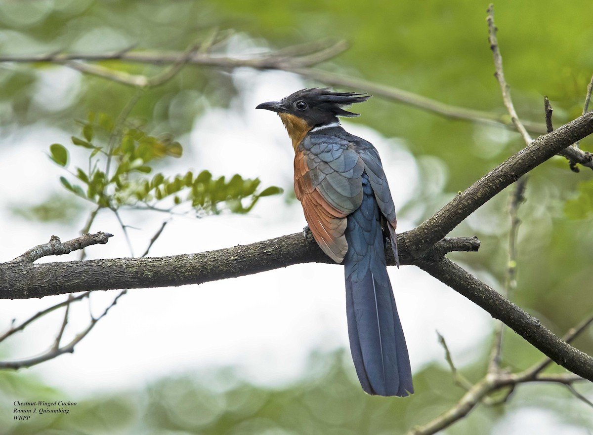 Chestnut-winged Cuckoo - ML322422191