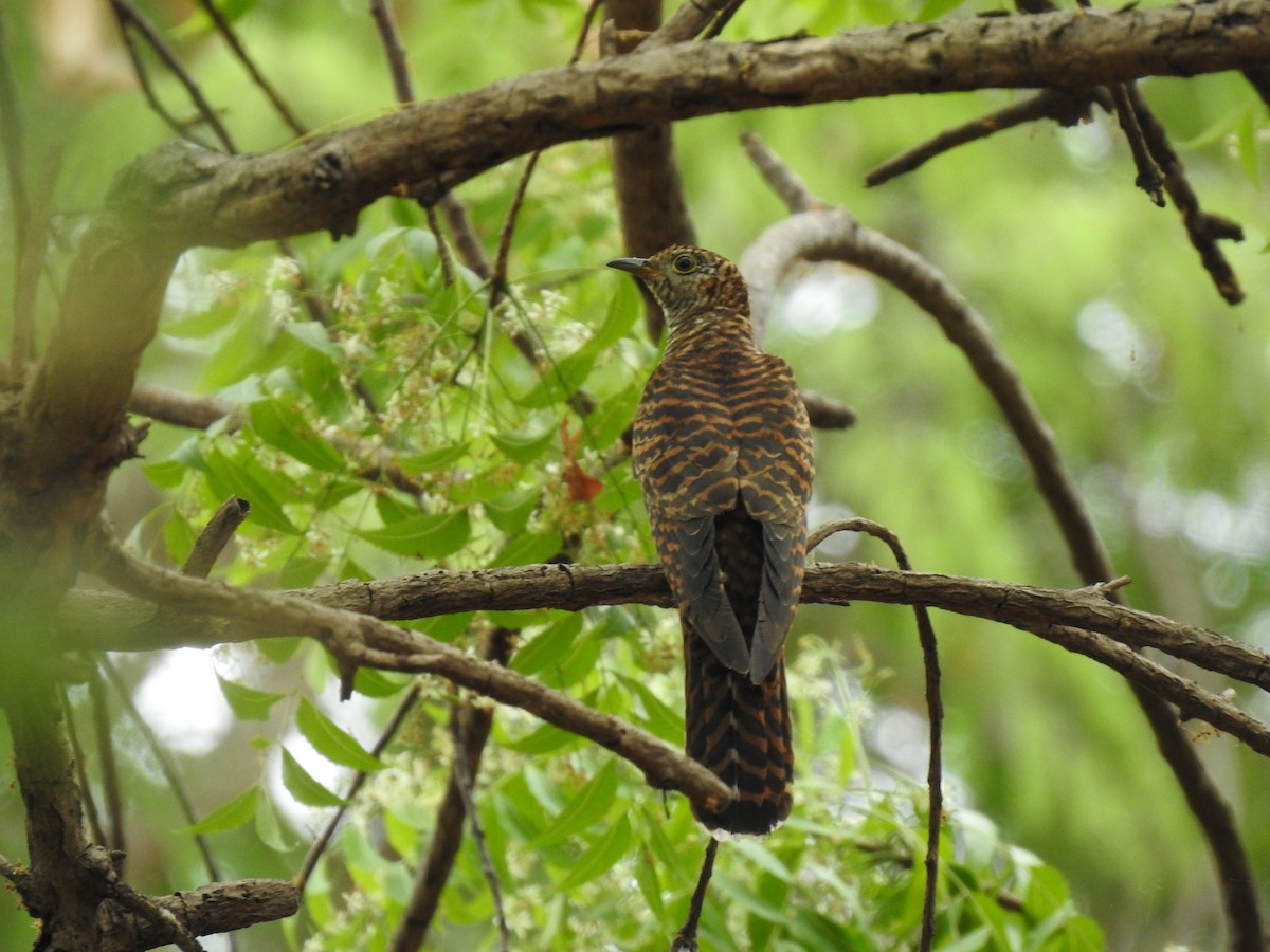 Himalayan Cuckoo - ML322422261