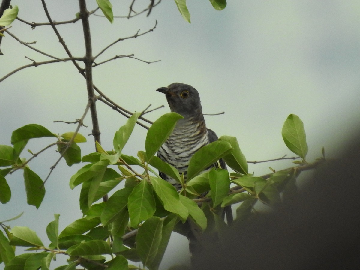 Himalayan Cuckoo - ML322422541