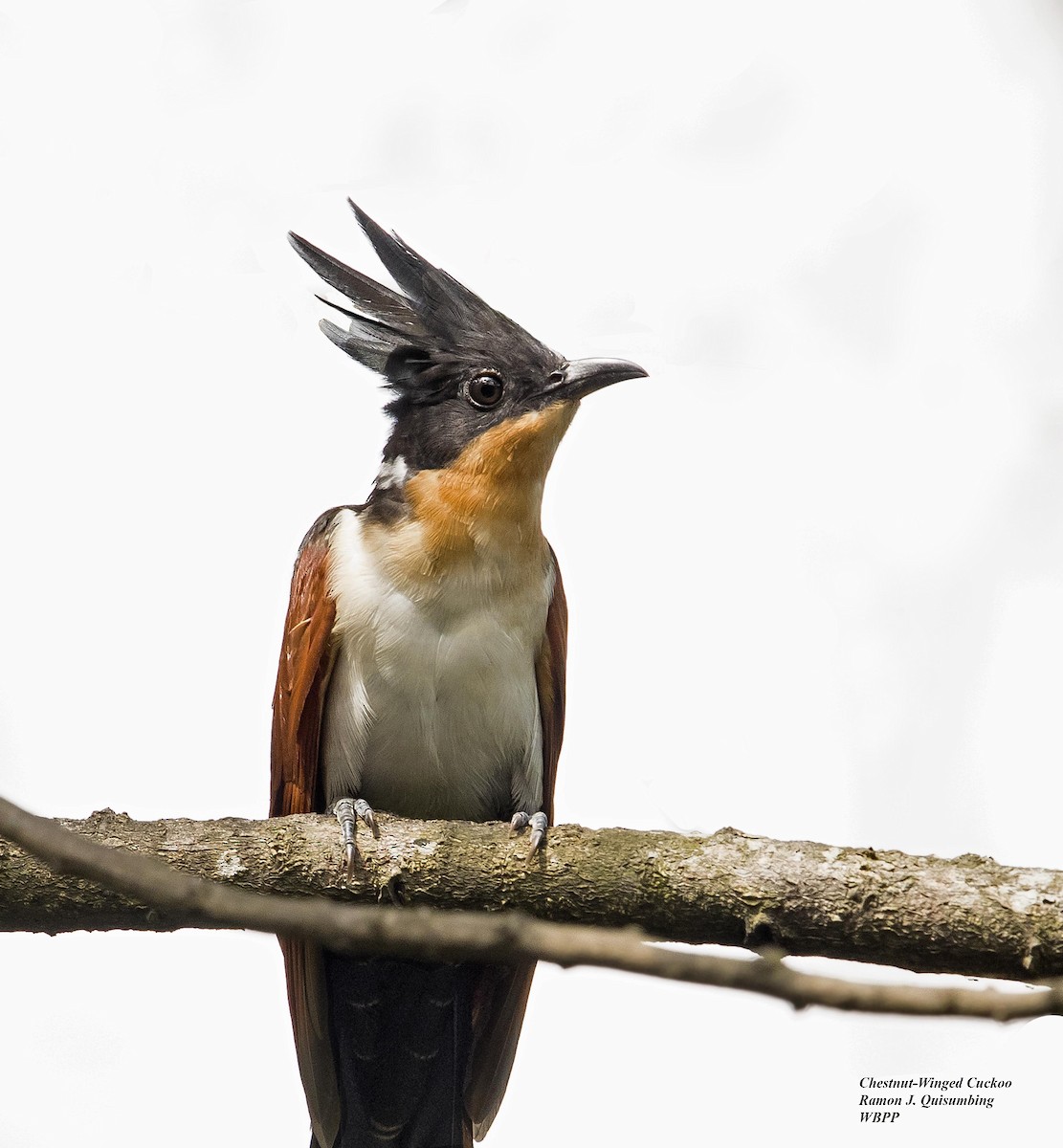 Chestnut-winged Cuckoo - Ramon Quisumbing