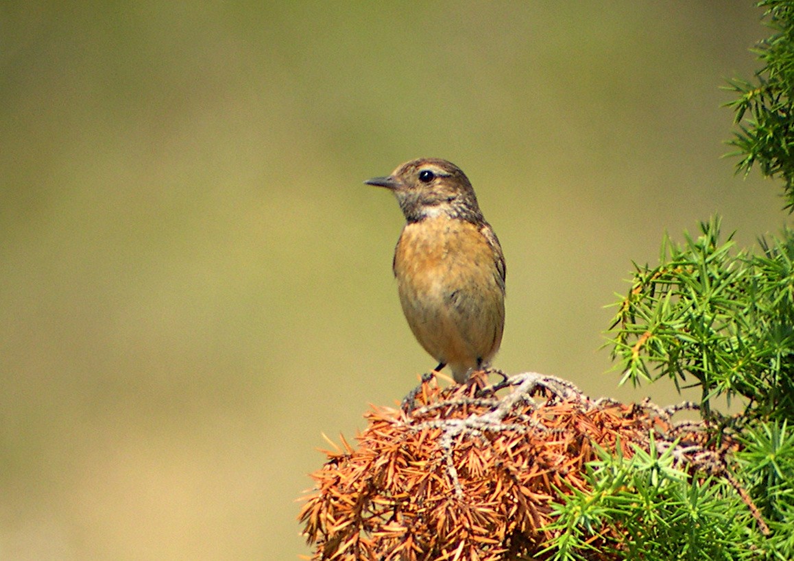 European Stonechat - ML322424631