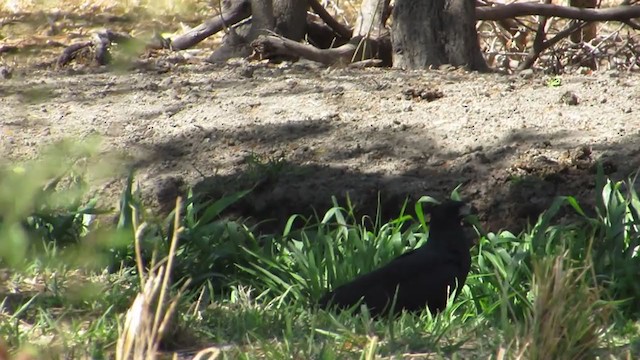 Great Black Hawk - ML322425311