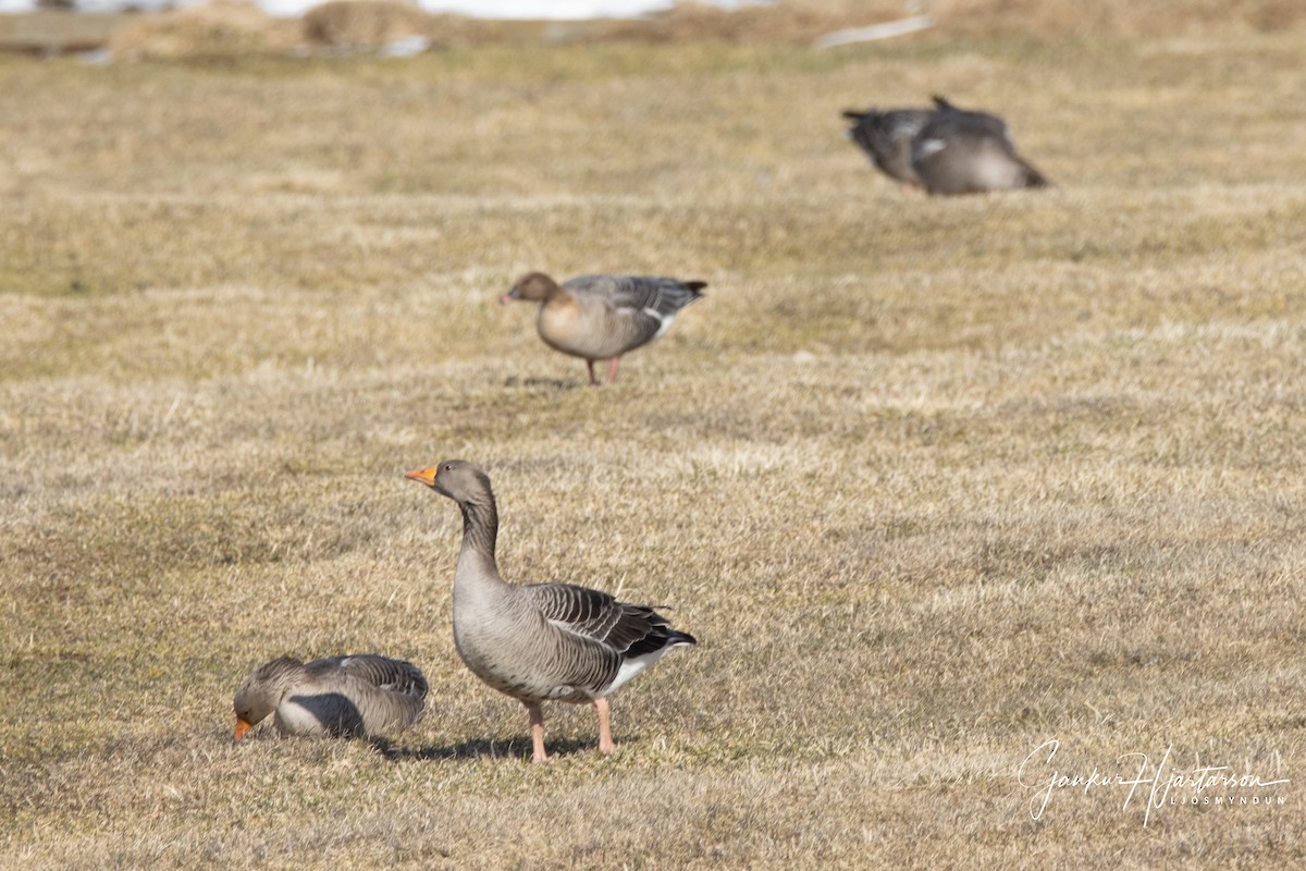 Graylag Goose - ML322425661