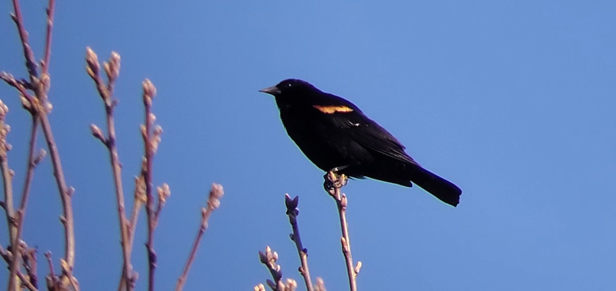 Red-winged Blackbird - ML322425691