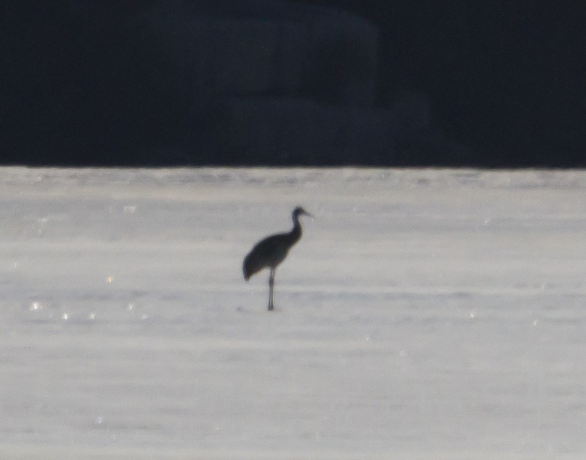 Sandhill Crane - ML322426271