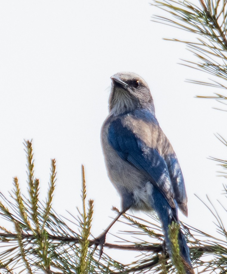 Florida Scrub-Jay - ML322426601