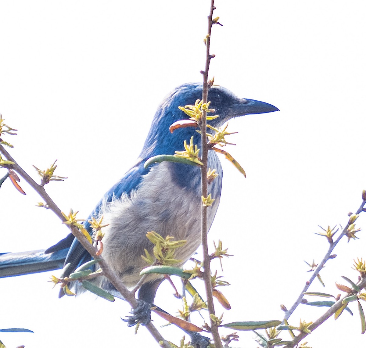 Florida Scrub-Jay - ML322426621