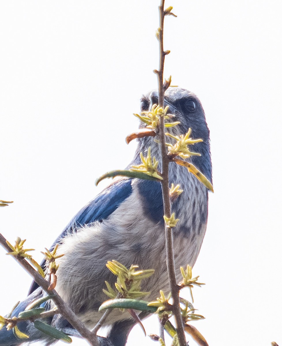 Florida Scrub-Jay - ML322426641