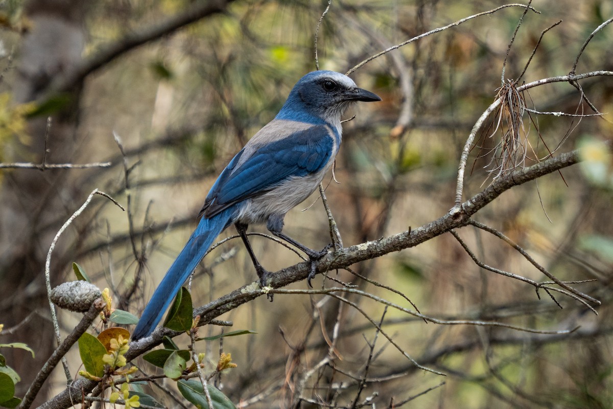 Florida Scrub-Jay - ML322426671