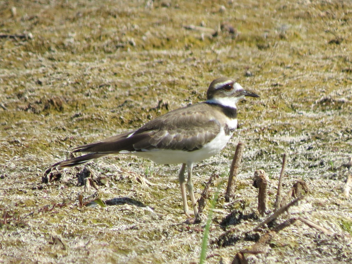 Killdeer - ML32242741