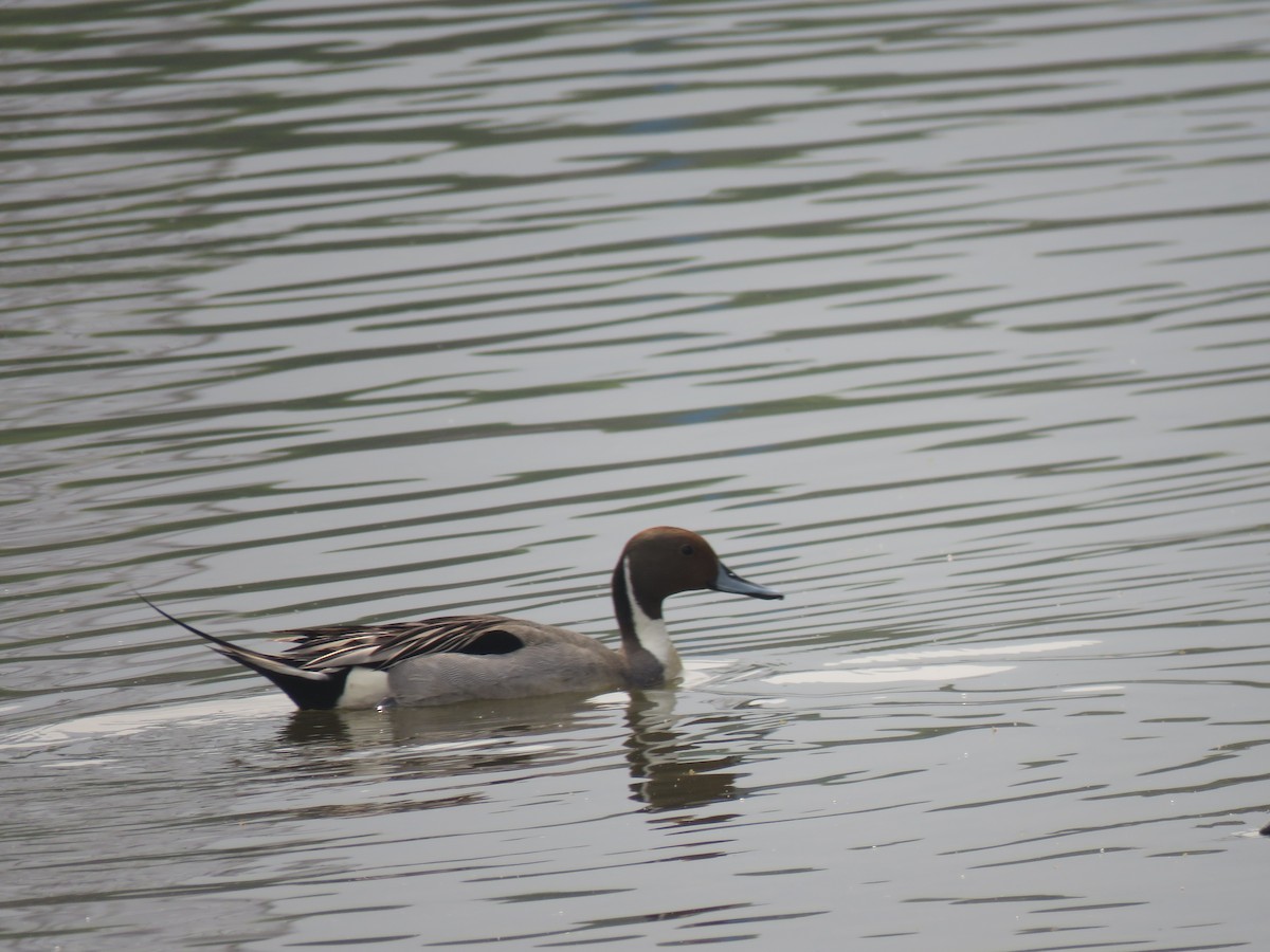 Northern Pintail - Subas Adhikari