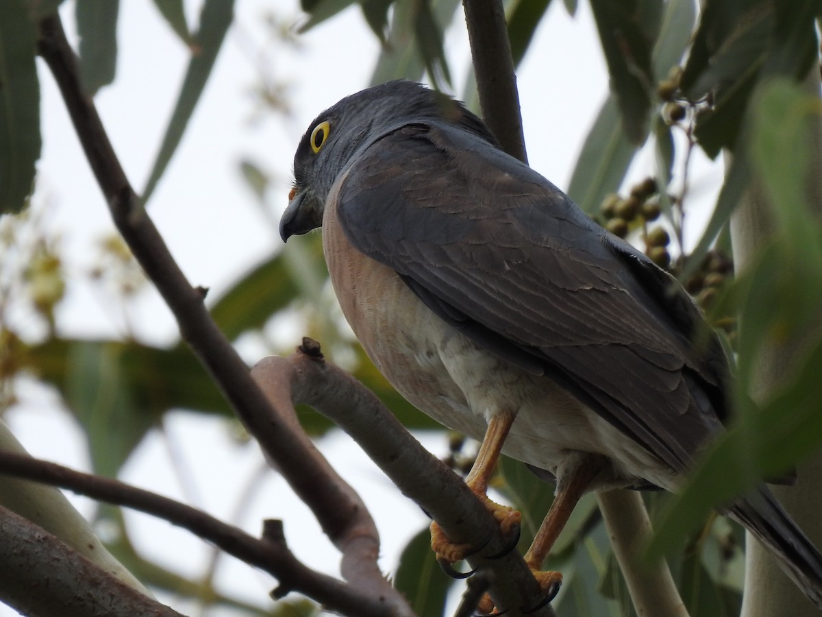 Chinese Sparrowhawk - ML322427811