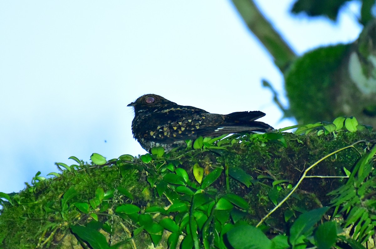 Salvadori's Nightjar - ML322428741