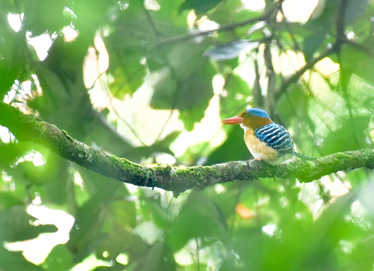 Banded Kingfisher - Ari Noviyono