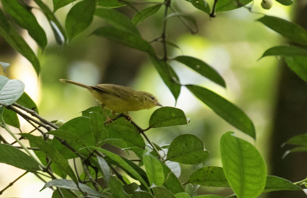 Two-banded Warbler (Roraiman) - Leon Moore