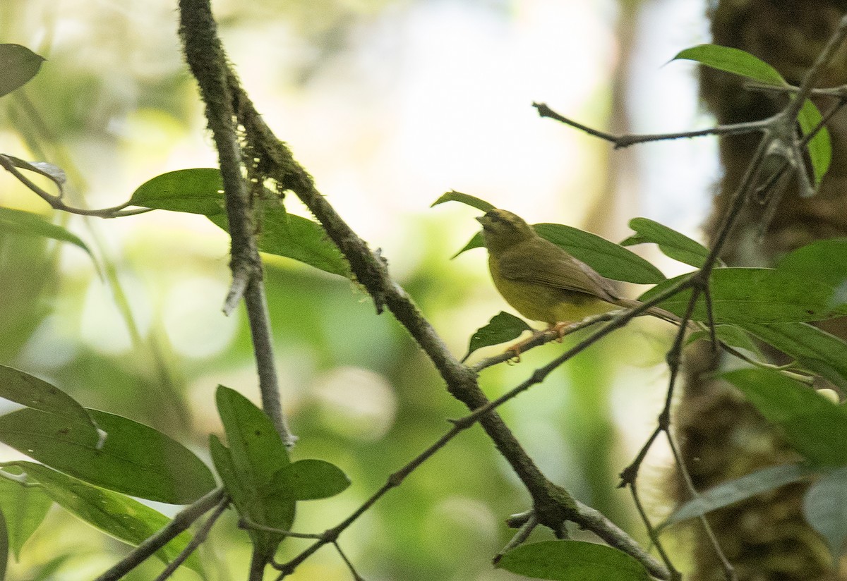 Two-banded Warbler (Roraiman) - ML322428841