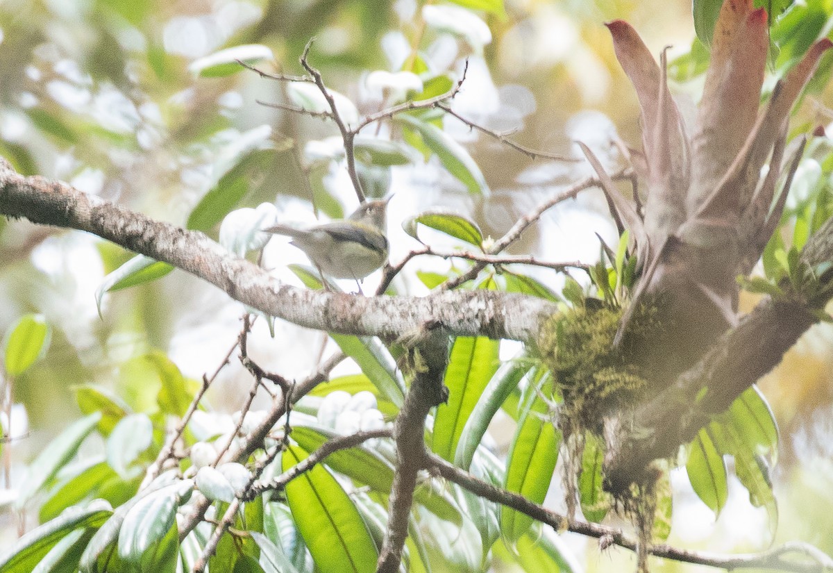 Tepui Vireo - Leon Moore