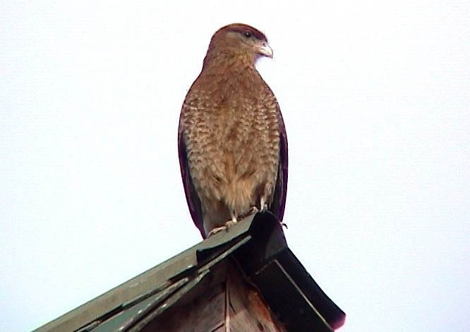 Caracara chimango - ML322430431