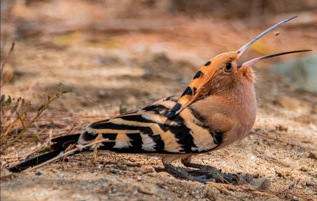 Eurasian Hoopoe - Abdullah  Hatim