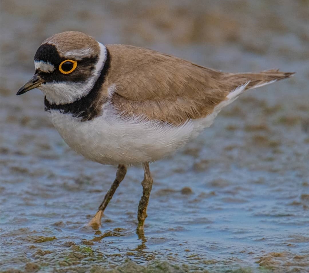 Little Ringed Plover - ML322431161