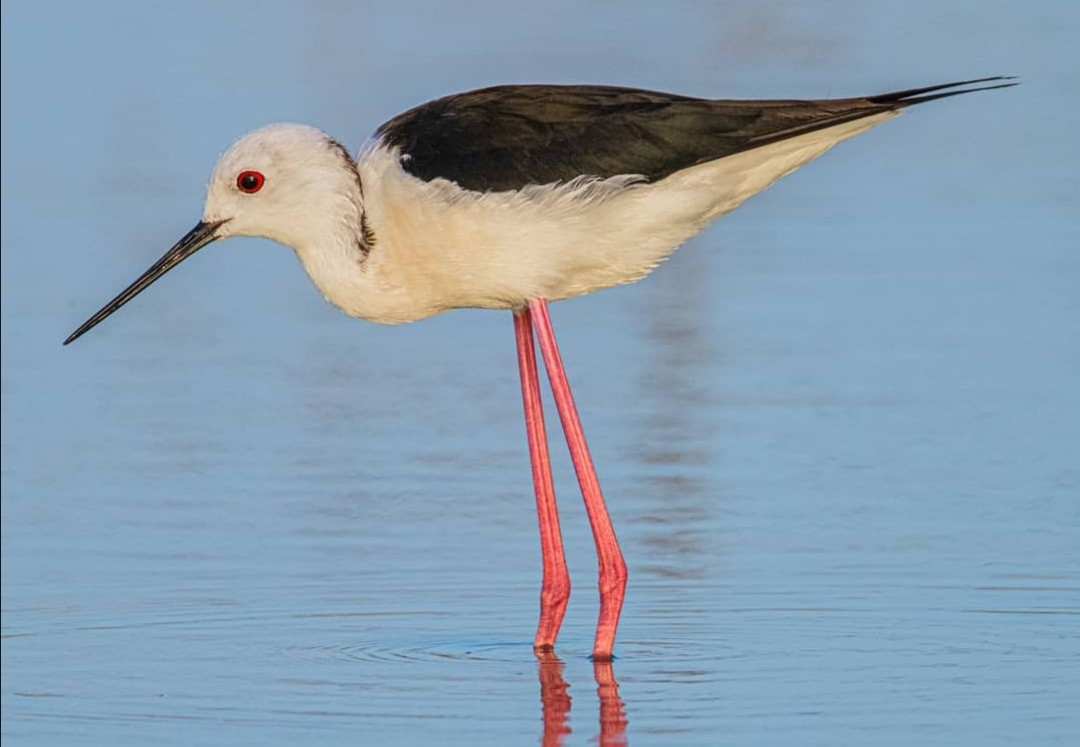 Black-winged Stilt - Abdullah  Hatim