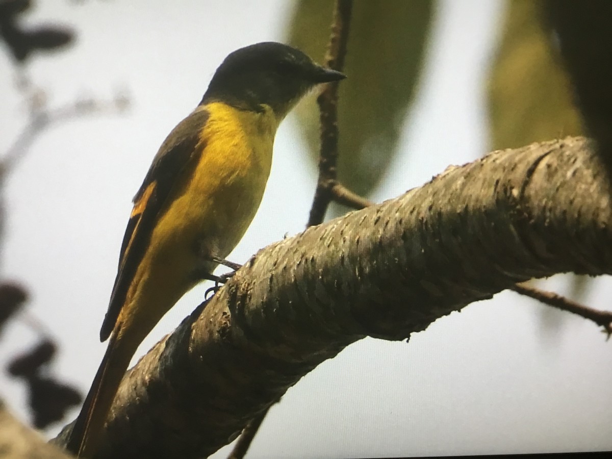 Gray-chinned Minivet - ML322432351