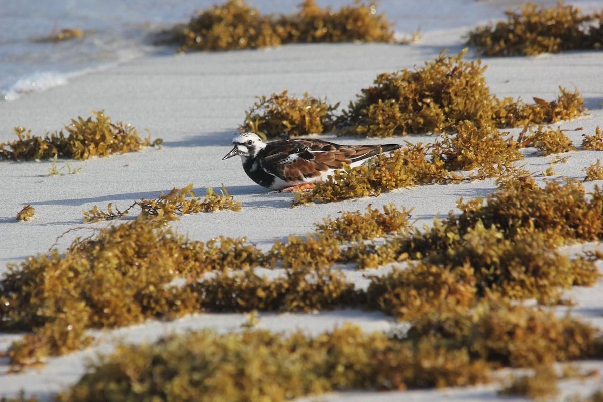 Ruddy Turnstone - Nancy Oborne