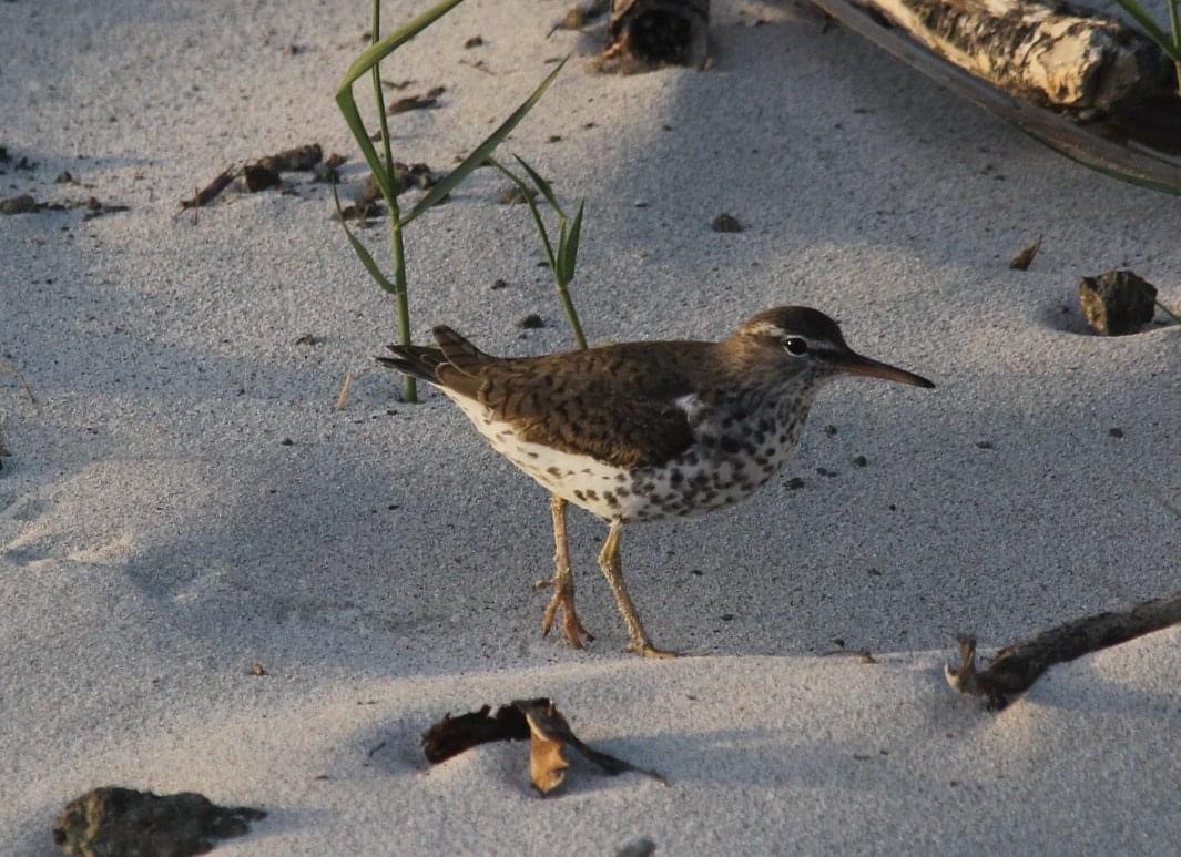 Spotted Sandpiper - ML322434071