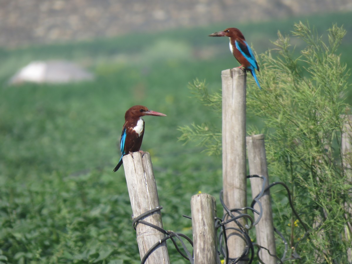 White-throated Kingfisher - ML322434241
