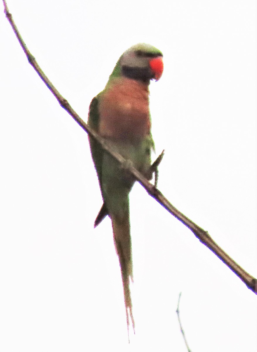 Red-breasted Parakeet - Paula Haynes