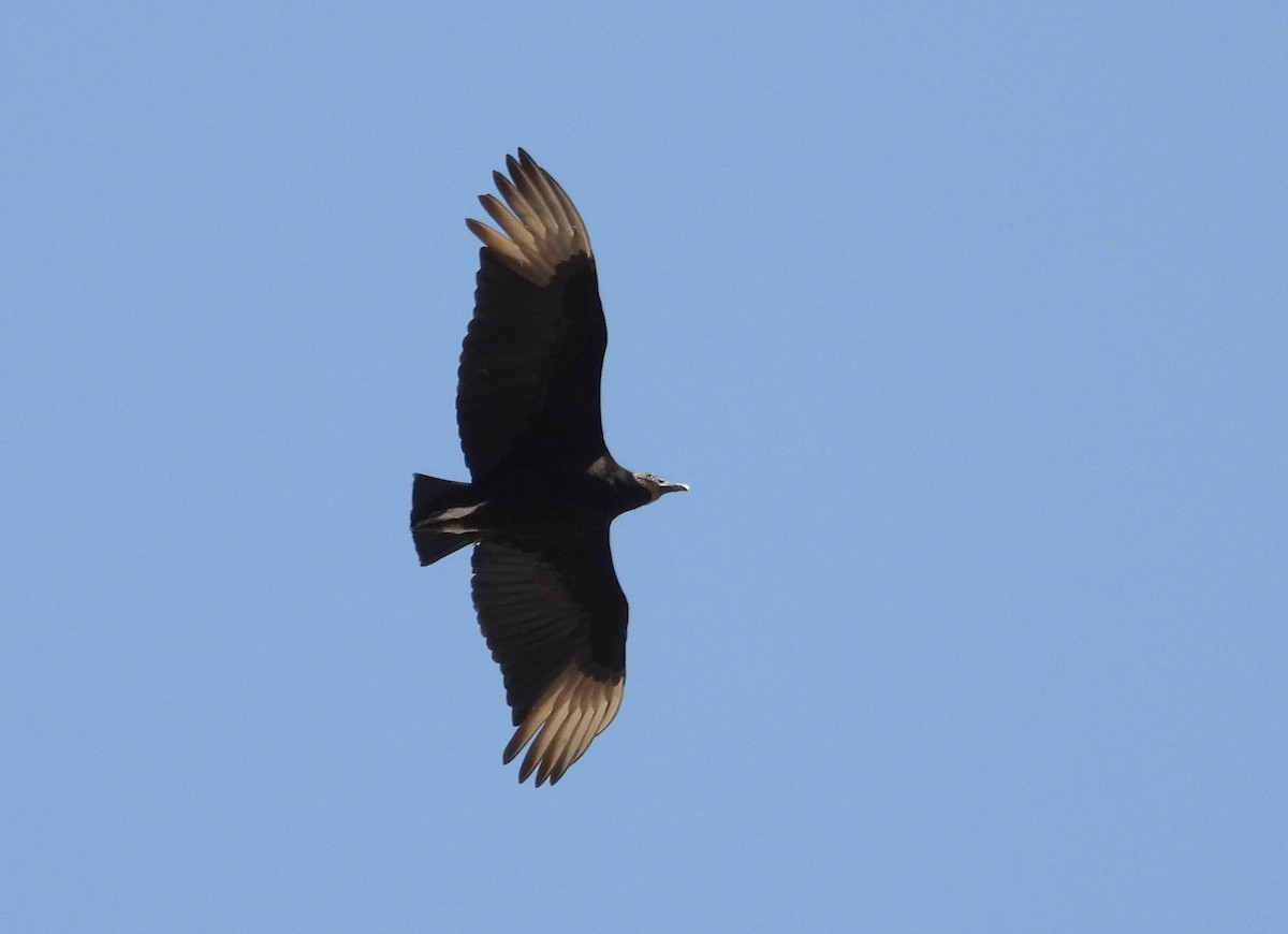 Black Vulture - ML322436081