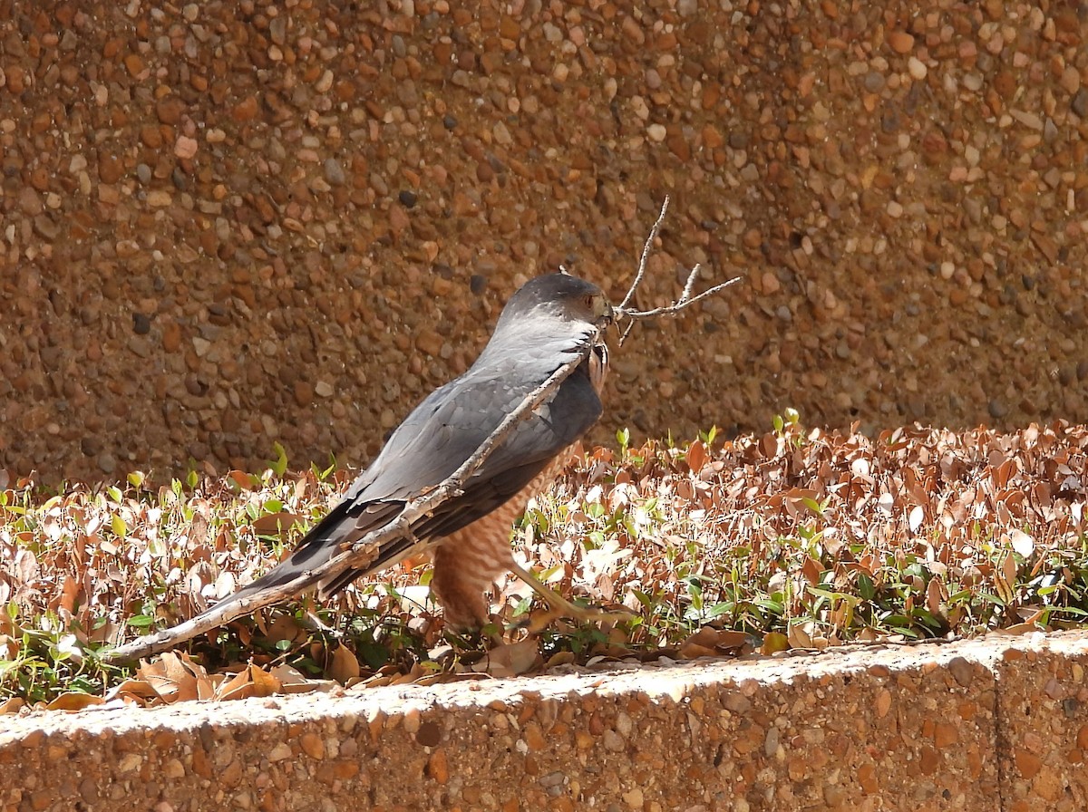 Cooper's Hawk - ML322436871