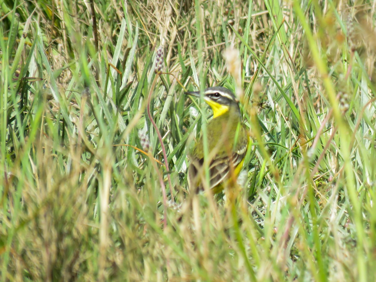 Western Yellow Wagtail (dombrowskii-type intergrade) - ML322437251