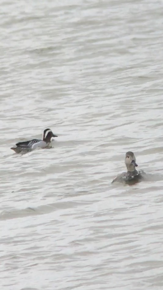 Gadwall - ML322437371