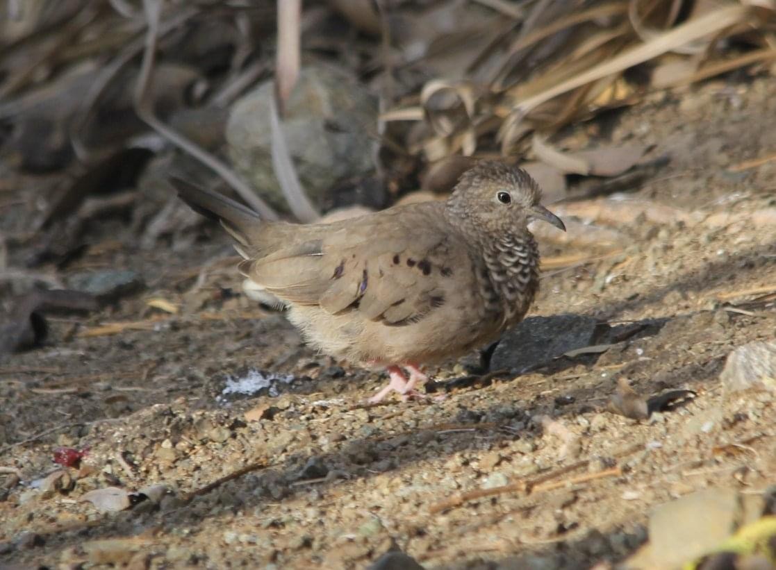 Common Ground Dove - ML322438001