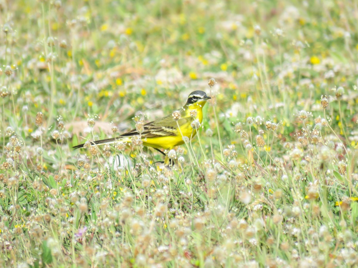 Western Yellow Wagtail (dombrowskii-type intergrade) - ML322438071